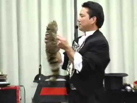 Magician, Magic Shows, Birthday Parties, Corporate Events In Glendale, Pasadena, Burbank | Vancouverdiscjockeys 1 Magician, magic shows, birthday parties, corporate events in glendale, pasadena, burbank